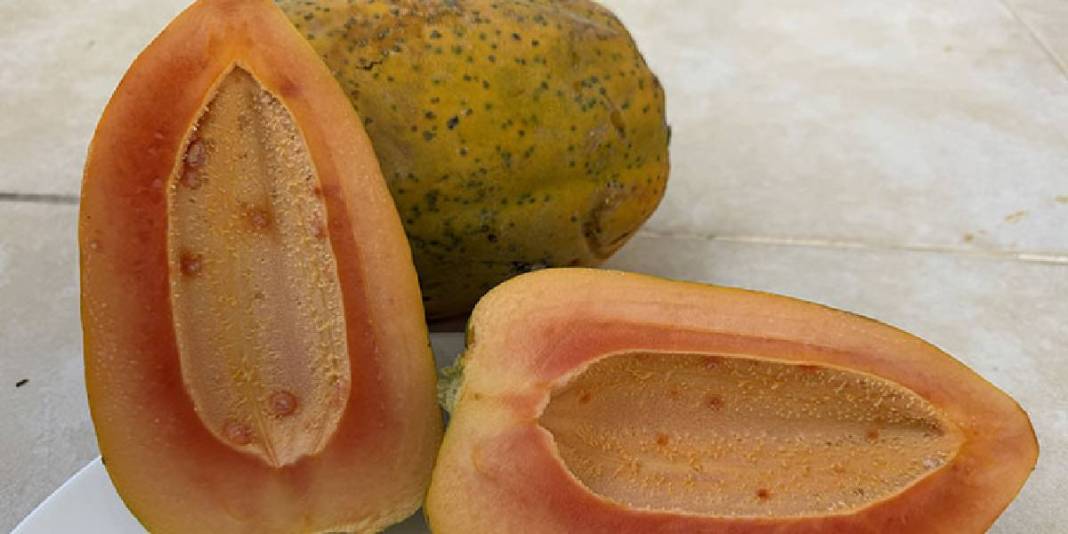 Alanya’dan dünyaya uzanan üretim! Haftada 3 ton ihracat ediliyor: Bir ağaçtan yılda 60 kg hasat ediliyor 6